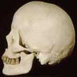 skull of homo sapiens