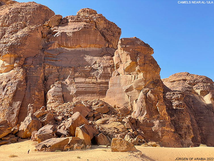 Camels at Al Ula. Juergen of Arabia 2022