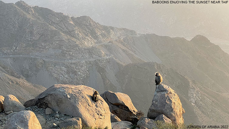 Baboons enjoying the sunset near Taif. Juergen of Arabia 2022