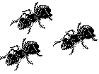 ants