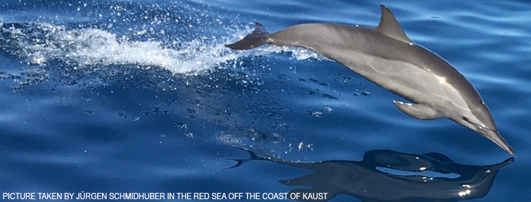 Picture of a Dolphin taken by Juergen Schmidhuber on a snorkeling trip in the Red Sea off the coast of KAUST