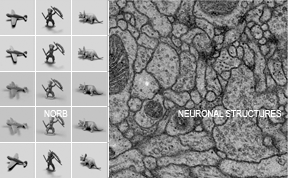 NORB Dataset: Best Results as of 2011, by Fast Deep Nets on GPUs. Segmentation of neuronal structures in EM stacks: Best Results as of 2012. (Juergen Schmidhuber)