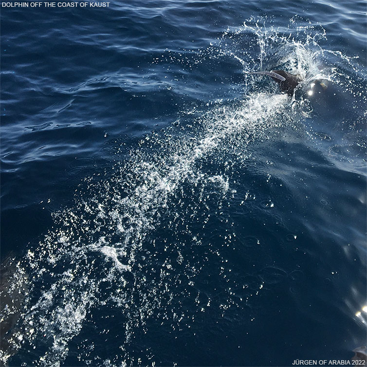 Dolphin off the coast of KAUST. Juergen of Arabia 2022