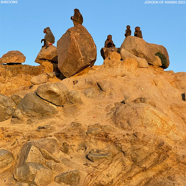 Baboons enjoying the sunset near Taif. Juergen of Arabia 2022